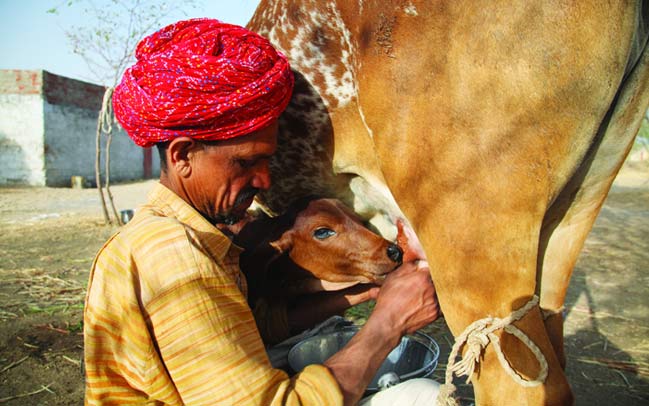 क्या आप भारतीय देशी गाय के दूध ही महिमा जानते है ?