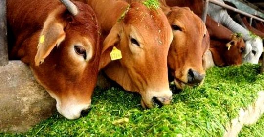 गौसेवकों के लिए 30000 से 100000 रुपया नकद पाने का सुनहरा अवसर