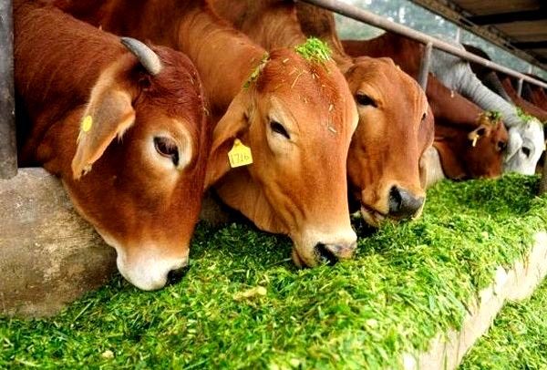 गौसेवकों के लिए 30000 से 100000 रुपया नकद पाने का सुनहरा अवसर